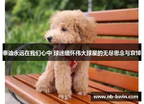 泰迪永远在我们心中 球迷缅怀伟大球星的无尽思念与哀悼